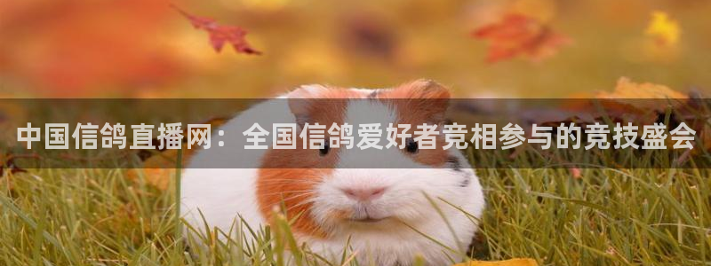 黑白直播体育在线直播：中国信鸽直播网：全国信鸽爱好者竞相参与的竞技盛会